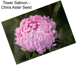 Tower Salmon - China Aster Seed