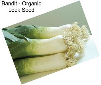 Bandit - Organic Leek Seed