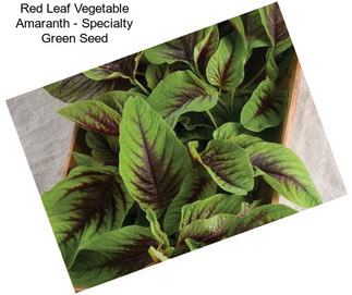 Red Leaf Vegetable Amaranth - Specialty Green Seed