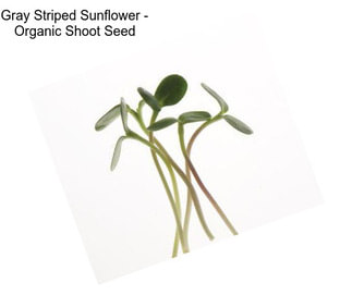 Gray Striped Sunflower - Organic Shoot Seed