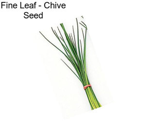 Fine Leaf - Chive Seed