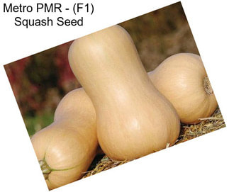 Metro PMR - (F1) Squash Seed