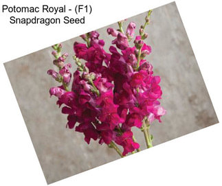 Potomac Royal - (F1) Snapdragon Seed