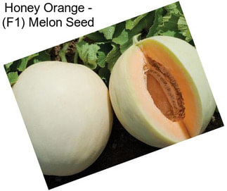 Honey Orange - (F1) Melon Seed