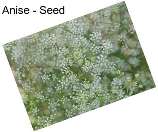 Anise - Seed