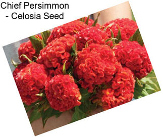 Chief Persimmon - Celosia Seed