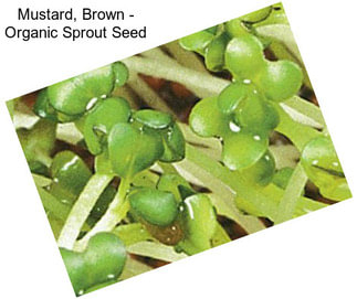 Mustard, Brown - Organic Sprout Seed