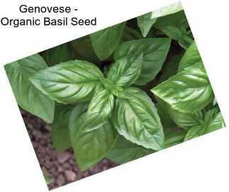 Genovese - Organic Basil Seed