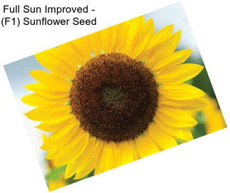 Full Sun Improved - (F1) Sunflower Seed