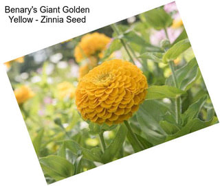 Benary\'s Giant Golden Yellow - Zinnia Seed