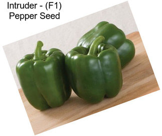 Intruder - (F1) Pepper Seed