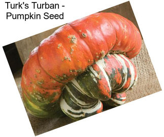 Turk\'s Turban - Pumpkin Seed