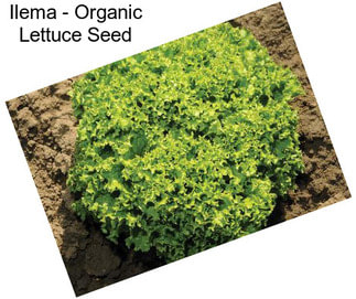 Ilema - Organic Lettuce Seed