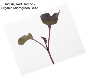 Radish, Red Rambo - Organic Microgreen Seed