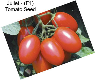 Juliet - (F1) Tomato Seed