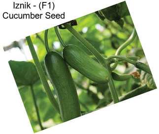 Iznik - (F1) Cucumber Seed