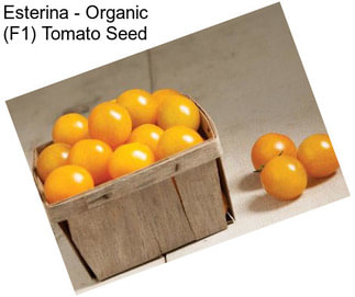 Esterina - Organic (F1) Tomato Seed