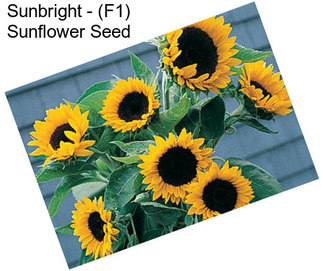 Sunbright - (F1) Sunflower Seed