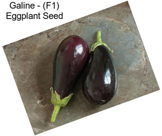 Galine - (F1) Eggplant Seed