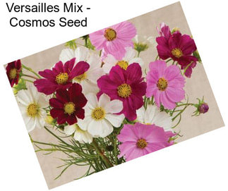 Versailles Mix - Cosmos Seed