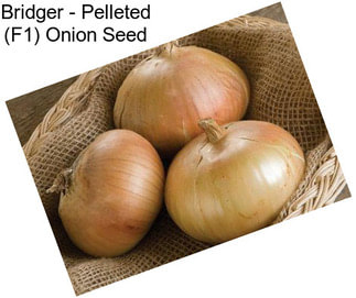 Bridger - Pelleted (F1) Onion Seed