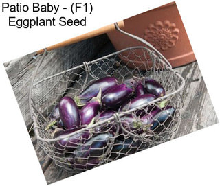 Patio Baby - (F1) Eggplant Seed