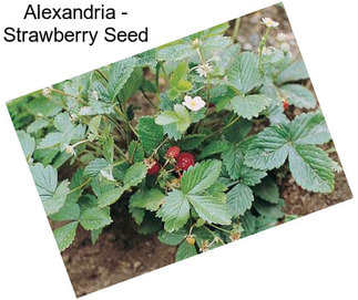 Alexandria - Strawberry Seed