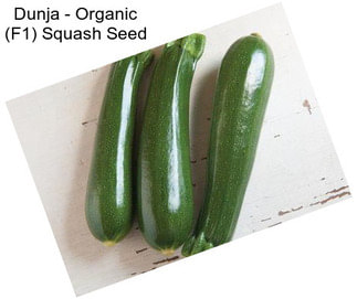 Dunja - Organic (F1) Squash Seed