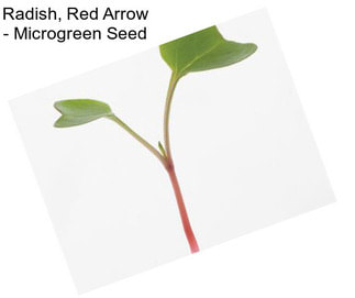 Radish, Red Arrow - Microgreen Seed