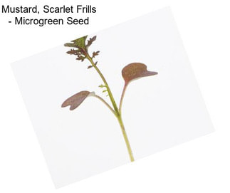Mustard, Scarlet Frills - Microgreen Seed