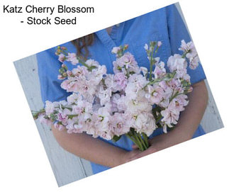 Katz Cherry Blossom - Stock Seed