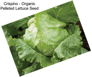 Crispino - Organic Pelleted Lettuce Seed