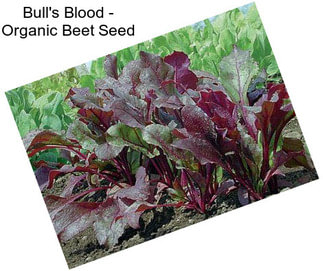Bull\'s Blood - Organic Beet Seed