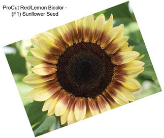 ProCut Red/Lemon Bicolor - (F1) Sunflower Seed