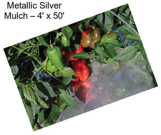 Metallic Silver Mulch – 4\' x 50\'