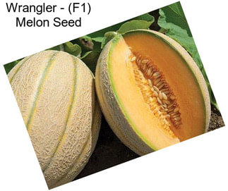 Wrangler - (F1) Melon Seed
