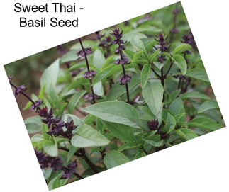 Sweet Thai - Basil Seed