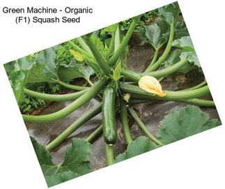 Green Machine - Organic (F1) Squash Seed