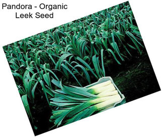 Pandora - Organic Leek Seed