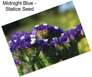 Midnight Blue - Statice Seed