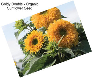 Goldy Double - Organic Sunflower Seed
