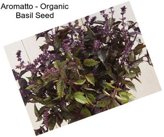 Aromatto - Organic Basil Seed