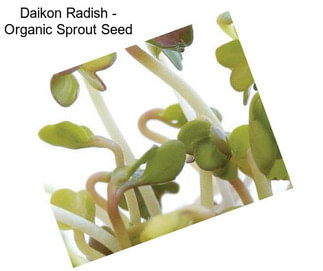 Daikon Radish - Organic Sprout Seed