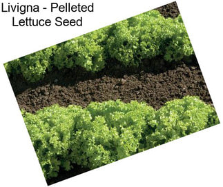 Livigna - Pelleted Lettuce Seed