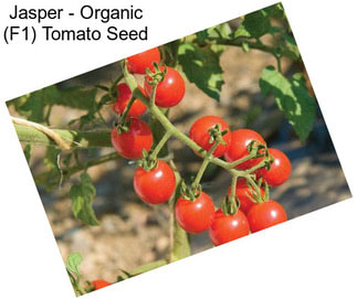 Jasper - Organic (F1) Tomato Seed