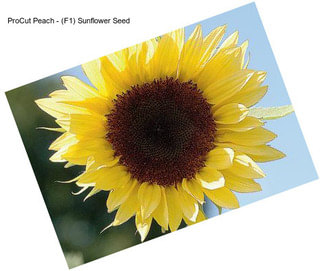 ProCut Peach - (F1) Sunflower Seed