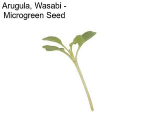 Arugula, Wasabi - Microgreen Seed