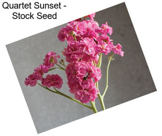 Quartet Sunset - Stock Seed
