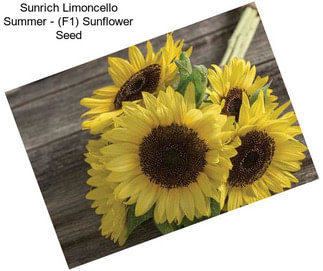 Sunrich Limoncello Summer - (F1) Sunflower Seed