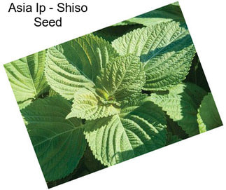 Asia Ip - Shiso Seed